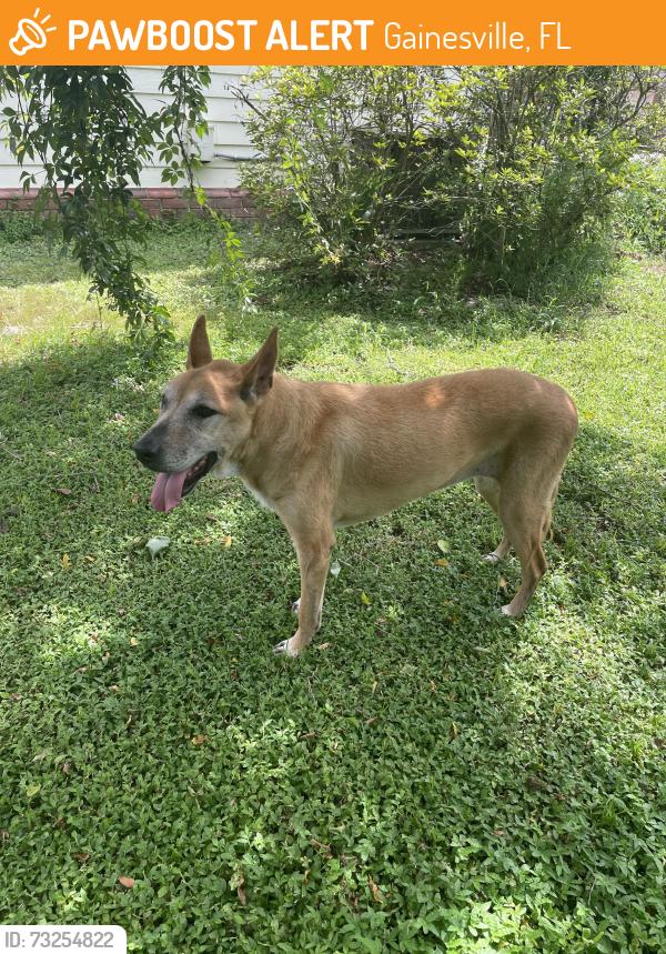 Found/Stray Female Dog last seen Near nw 41st dr Gainesville Fla 32605, Gainesville, FL 32605