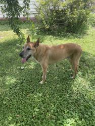 Found/Stray Female Dog last seen Near nw 41st dr Gainesville Fla 32605, Gainesville, FL 32605