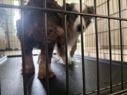 Reunited Unknown Dog last seen Magnolia reserve loop, Montgomery County, TX 77354