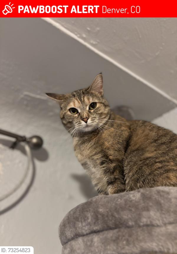 Lost Female Cat last seen Mississippi & Utica, Denver, CO 80219