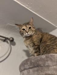 Lost Female Cat last seen Mississippi & Utica, Denver, CO 80219
