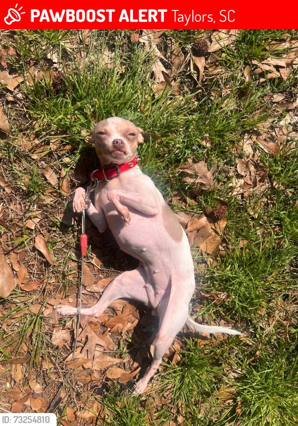 Lost Female Dog last seen Taylors,sc, Taylors, SC 29687