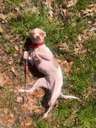 Lost Female Dog last seen Taylors,sc, Taylors, SC 29687