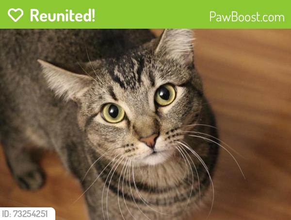 Reunited Female Cat last seen Deerfield and Doe Trail W, Irvine, CA 92604