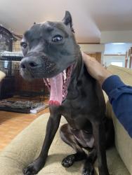 Lost Female Dog last seen SW 122 ave, Miami, FL 33177