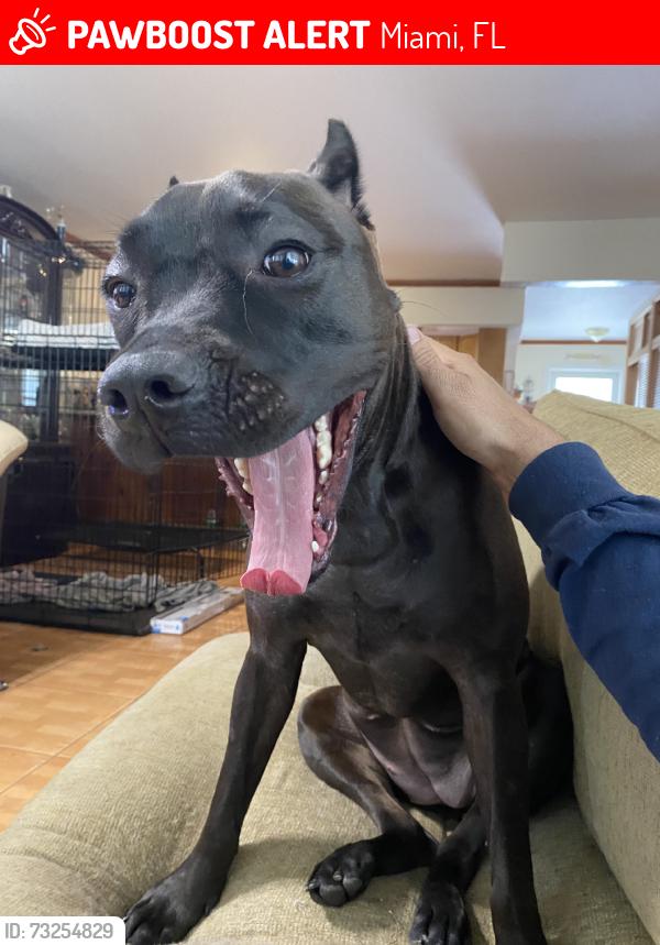 Lost Female Dog last seen SW 122 ave, Miami, FL 33177