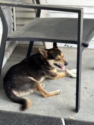 Found/Stray Male Dog last seen Near cuney way, San Antonio, TX 78210