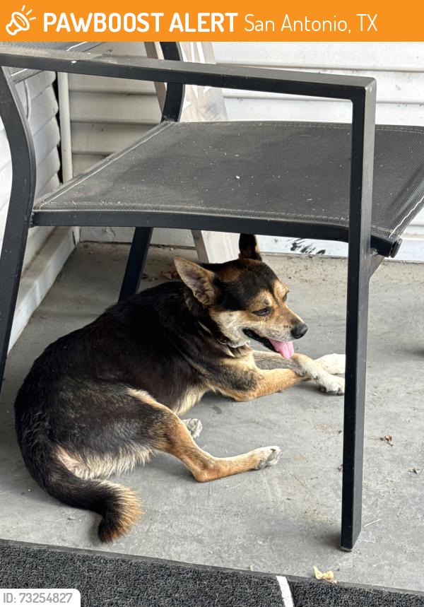 Found/Stray Male Dog last seen Near cuney way, San Antonio, TX 78210