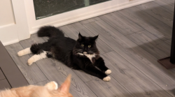 Reunited Male Cat last seen W Georgia rd / fork shoals, Simpsonville, SC 29680