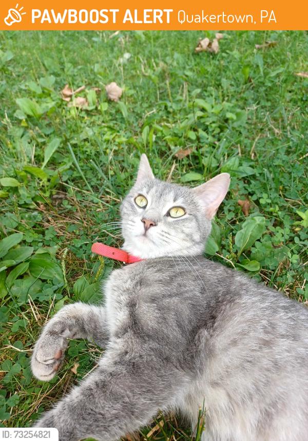 Found/Stray Female Cat last seen Near Spruce Terrace and golf view drive, Quakertown, PA 18951