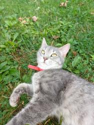 Found/Stray Female Cat last seen Near Spruce Terrace and golf view drive, Quakertown, PA 18951