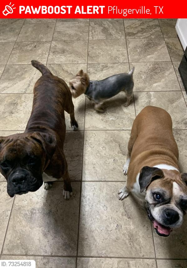 Lost Male Dog last seen tudor hse rd/North town Park, Pflugerville, TX 78660