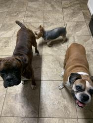 Lost Male Dog last seen tudor hse rd/North town Park, Pflugerville, TX 78660