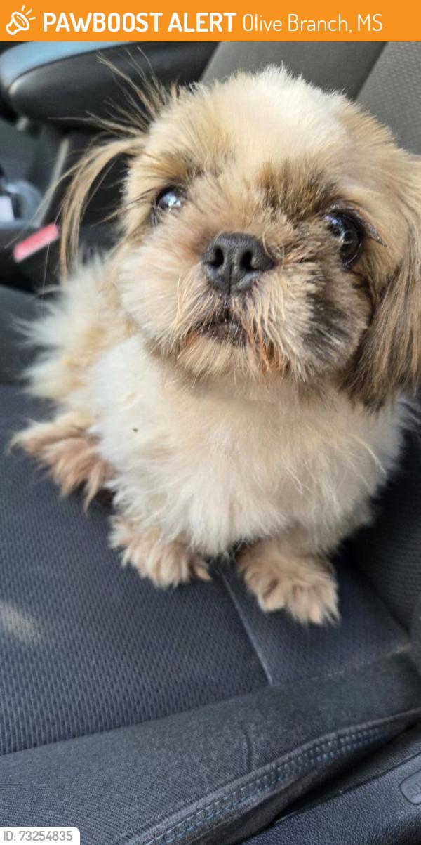 Found/Stray Female Dog last seen Riggan Dr & Valerie, 38654, Olive Branch, MS 38654