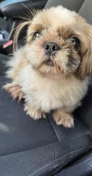 Found/Stray Female Dog last seen Riggan Dr & Valerie, 38654, Olive Branch, MS 38654