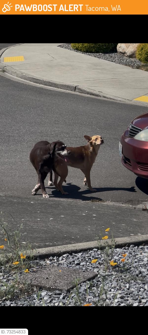 Found/Stray Unknown Dog last seen mckinley and 43rd, Tacoma, WA 98404