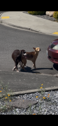 Found/Stray Unknown Dog last seen mckinley and 43rd, Tacoma, WA 98404