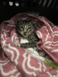 Shelter Stray Male Cat last seen 67th Ave, Oakland,, 1101 29th Ave, Oakland, CA 94601, USA
