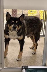 Shelter Stray Male Dog last seen bonita apt, Middletown, OH, 1820 Princeton Rd, Hamilton, OH 45011, USA