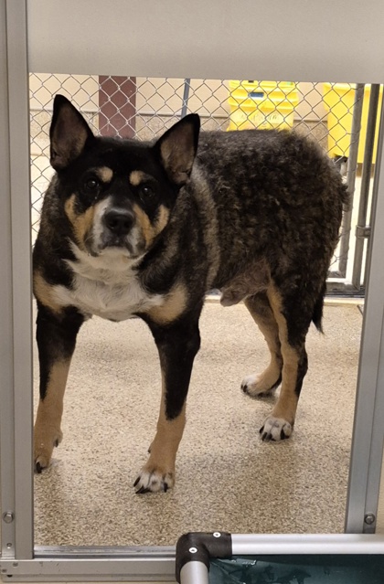 Shelter Stray Male Dog last seen bonita apt, Middletown, OH, 1820 Princeton Rd, Hamilton, OH 45011, USA