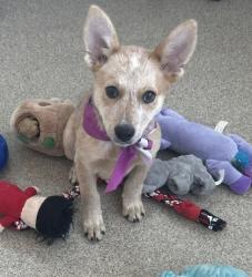 Shelter Stray Female Dog last seen Via Altos & Arbor dr, 75150, TX, 1650 Gross Rd, Mesquite, TX 75149, USA
