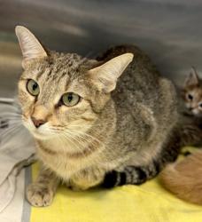 Shelter Stray Female Cat last seen Near NEWGATE DR, 30035, GA, 3280 Chamblee Dunwoody Rd, Chamblee, GA 30341, USA