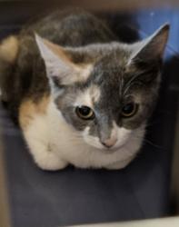 Shelter Stray Female Cat last seen Near Pineview Dr, Decatur, GA 30030, 30030, GA, 3280 Chamblee Dunwoody Rd, Chamblee, GA 30341, USA