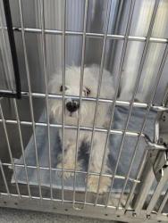 Shelter Stray Male Dog last seen Rice Lane & Jurisdtion Blvd, Roseville City, CA, 200 Tahoe Ave, Roseville, CA 95678, USA