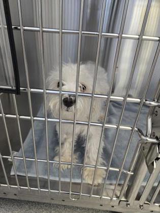 Shelter Stray Male Dog last seen Rice Lane & Jurisdtion Blvd, Roseville City, CA, 200 Tahoe Ave, Roseville, CA 95678, USA
