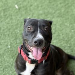 Shelter Stray Female Dog last seen Near Moonlit Way, Folsom, CA, 6201 Florin Perkins Rd, Sacramento, CA 95828, USA