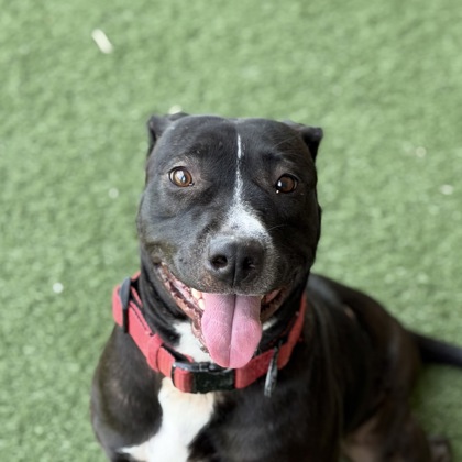 Shelter Stray Female Dog last seen Near Moonlit Way, Folsom, CA, 6201 Florin Perkins Rd, Sacramento, CA 95828, USA