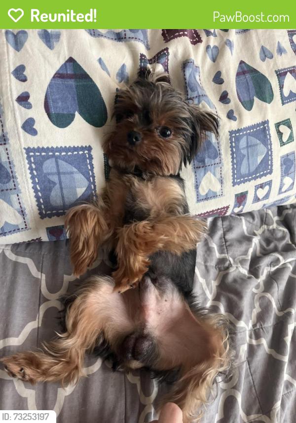 Reunited Male Dog last seen Trevino ln, Benbrook, TX 76126