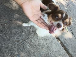 Found/Stray Male Dog last seen 7/11, Dallas, TX 75228