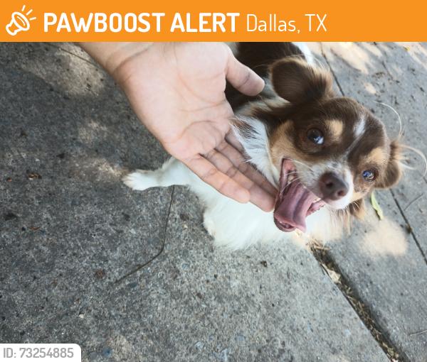 Found/Stray Male Dog last seen 7/11, Dallas, TX 75228