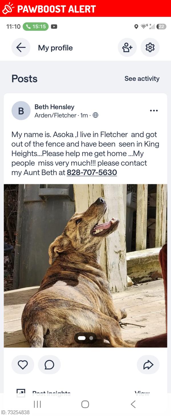 Lost Female Dog last seen Baldwin, or Mills Gap or Molly's, Buncombe County, NC 28732