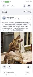 Lost Female Dog last seen Baldwin, or Mills Gap or Molly's, Buncombe County, NC 28732
