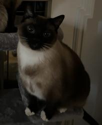 Reunited Female Cat last seen W main st, Claremont, NC 28610
