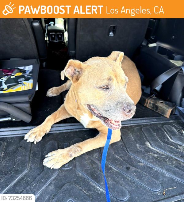 Found/Stray Female Dog last seen Pch and arabic in wilmington, Los Angeles, CA 90744
