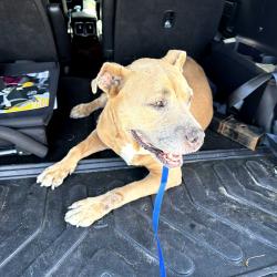 Found/Stray Female Dog last seen Pch and arabic in wilmington, Los Angeles, CA 90744