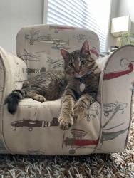 Reunited Male Cat last seen Fairfeild, Cypress, TX 77433