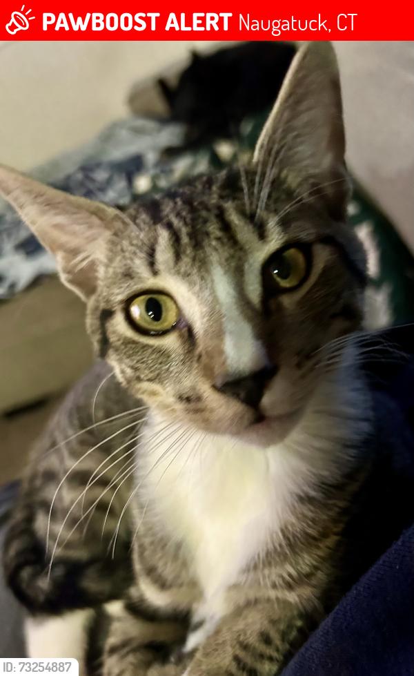 Lost Male Cat last seen Near s main st Naugatuck, Naugatuck, CT 06770