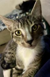 Lost Male Cat last seen Near s main st Naugatuck, Naugatuck, CT 06770
