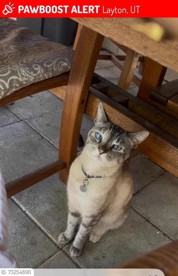 Lost Female Cat last seen Fox creek apmts, Layton, UT 84041