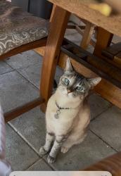 Lost Female Cat last seen Fox creek apmts, Layton, UT 84041