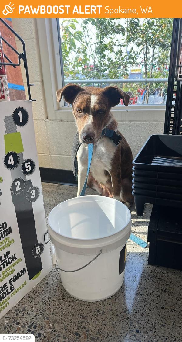 Found/Stray Female Dog last seen Cozza, Spokane, WA 99228