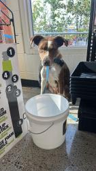 Found/Stray Female Dog last seen Cozza, Spokane, WA 99228