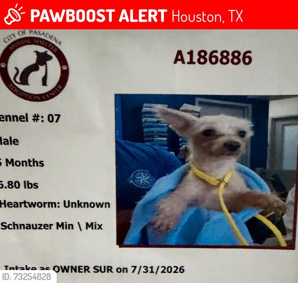 Lost Male Dog last seen ALIEF CLODINE RD, METRO BLVD,HOLDEN PARK PL,MAXIMOS DR,SHAMON LN,AVIVA LN, Houston, TX 77083