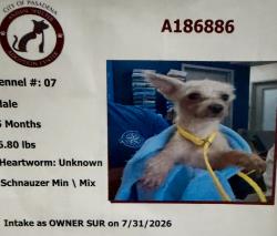 Lost Male Dog last seen ALIEF CLODINE RD, METRO BLVD,HOLDEN PARK PL,MAXIMOS DR,SHAMON LN,AVIVA LN, Houston, TX 77083