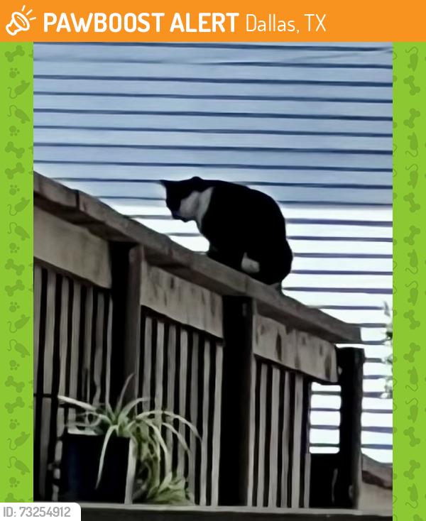 Found/Stray Unknown Cat last seen Miller Ave and Worcola, Dallas, TX 75206