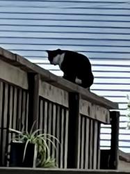 Found/Stray Unknown Cat last seen Miller Ave and Worcola, Dallas, TX 75206